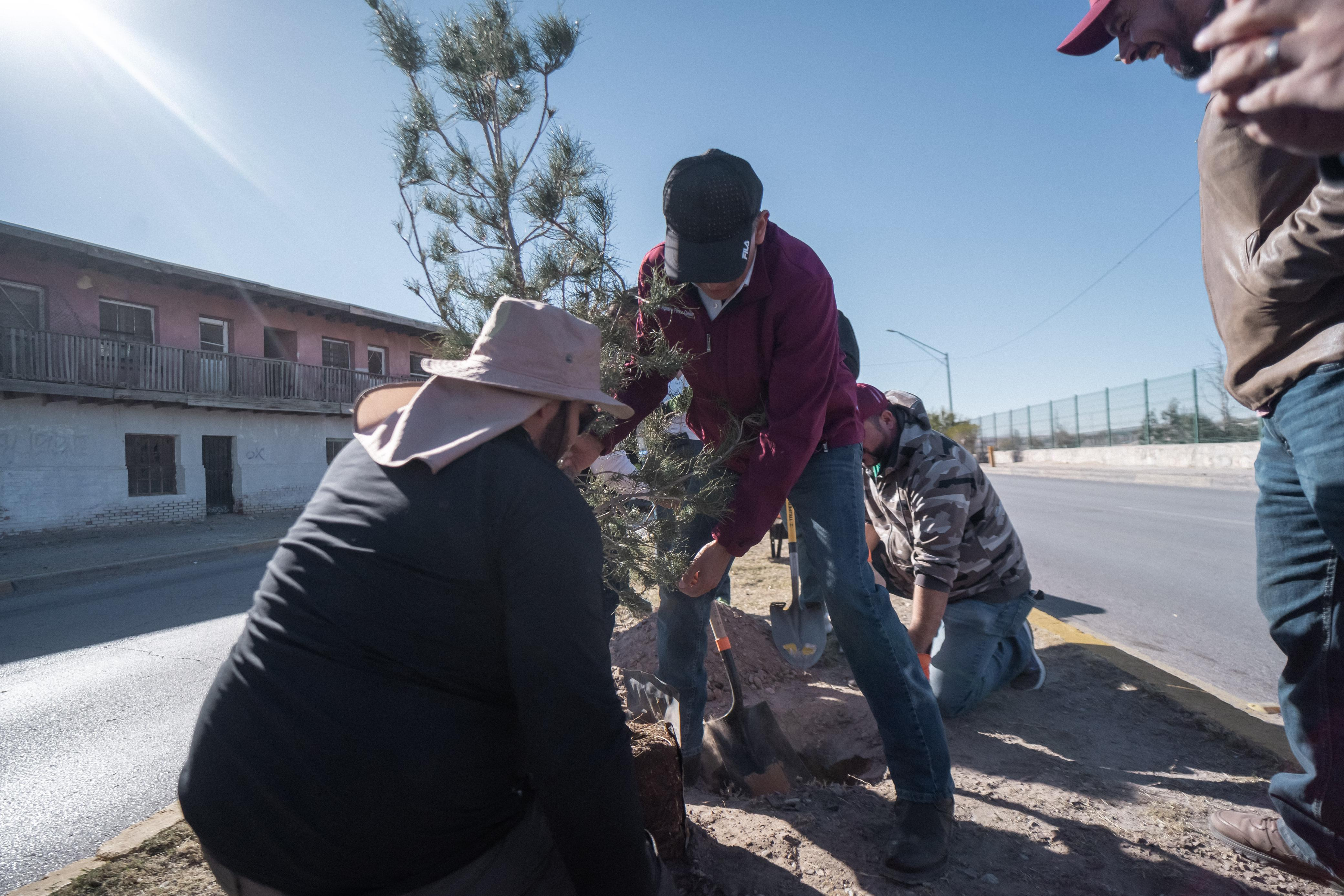 Plan de forestación en el malecón 37 pinos afganos:Alejandro Pérez Cuéllar